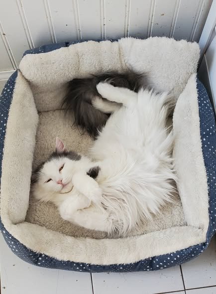 DOVE - Domestic Medium Hair available for adoption