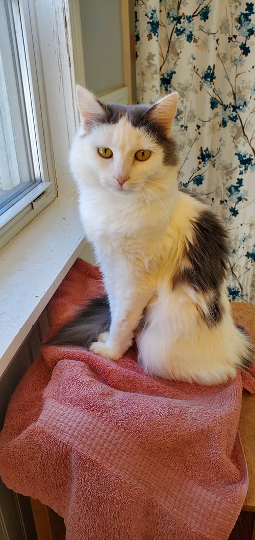 DOVE - Domestic Medium Hair available for adoption