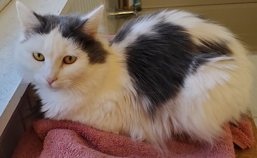 DOVE - Domestic Medium Hair available for adoption