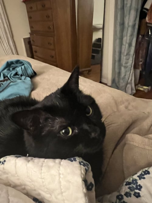 MALKIA - Domestic Medium Hair available for adoption