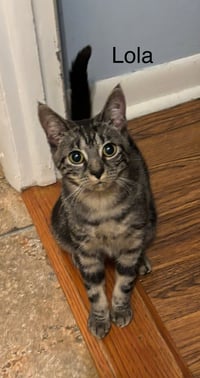 Lola - Photo 2