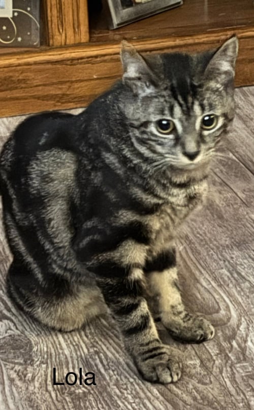 LOLA - Domestic Short Hair available for adoption