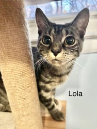 Lola - Photo 4