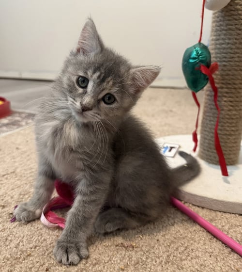 KONA - BONDED PAIR - Domestic Short Hair available for adoption