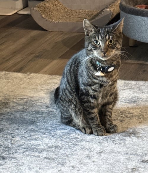 EZRA - Domestic Short Hair available for adoption