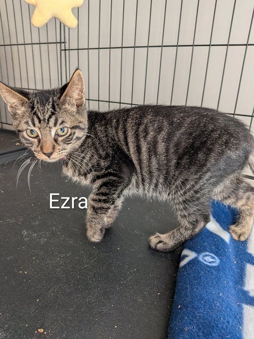EZRA - Domestic Short Hair available for adoption