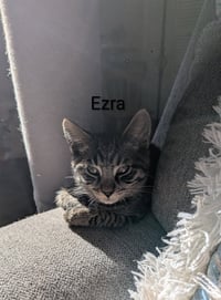 Ezra - Photo 8
