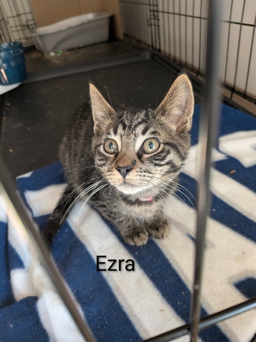 EZRA - Domestic Short Hair available for adoption