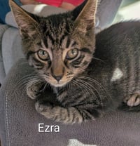 Ezra - Photo 7