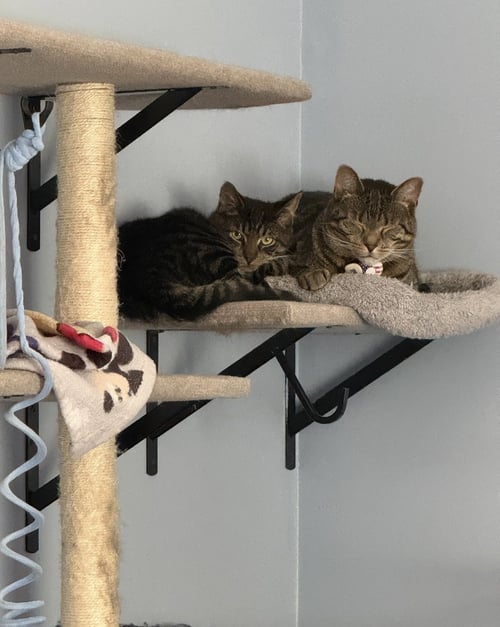 EZRA - Domestic Short Hair available for adoption