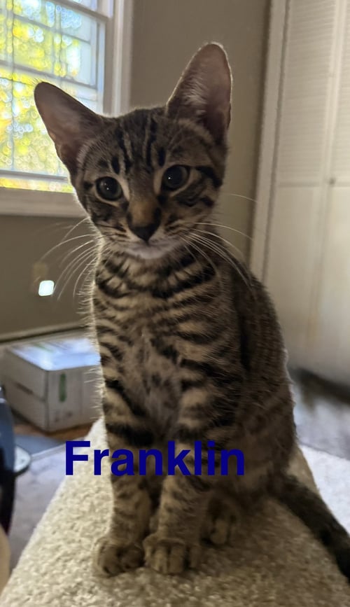 FRANKLIN - Domestic Short Hair available for adoption