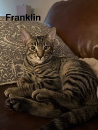 Franklin - Photo 1