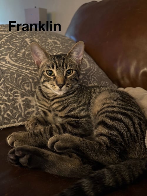 FRANKLIN - Domestic Short Hair available for adoption