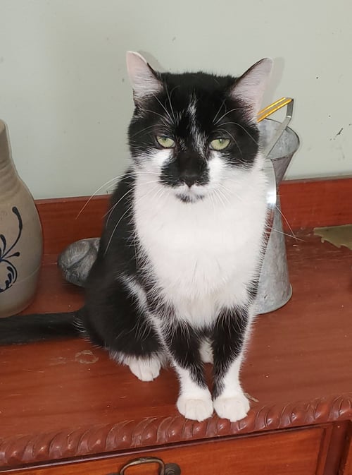 ADELINE - Domestic Short Hair available for adoption