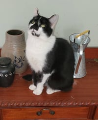 Adeline - Photo 1