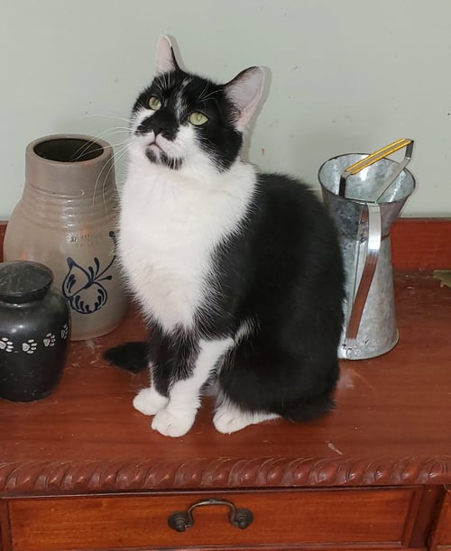 ADELINE - Domestic Short Hair available for adoption