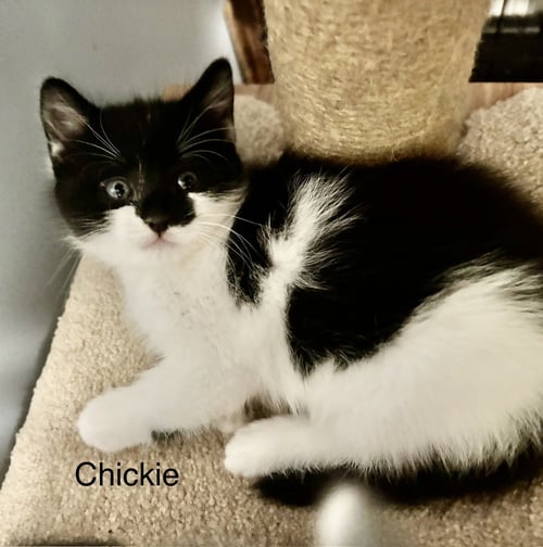 CHICKIE - Domestic Short Hair available for adoption