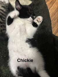 Chickie - Photo 2