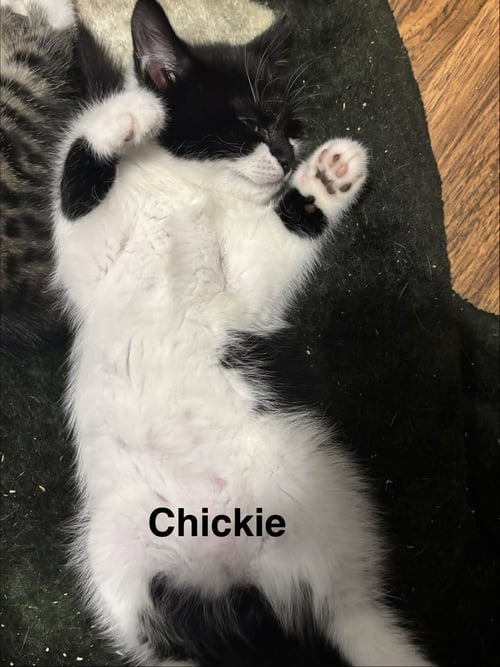 CHICKIE - Domestic Short Hair available for adoption