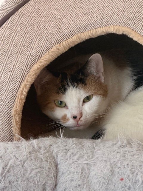 ELSA - American Shorthair available for adoption