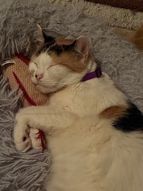 ELSA - American Shorthair available for adoption