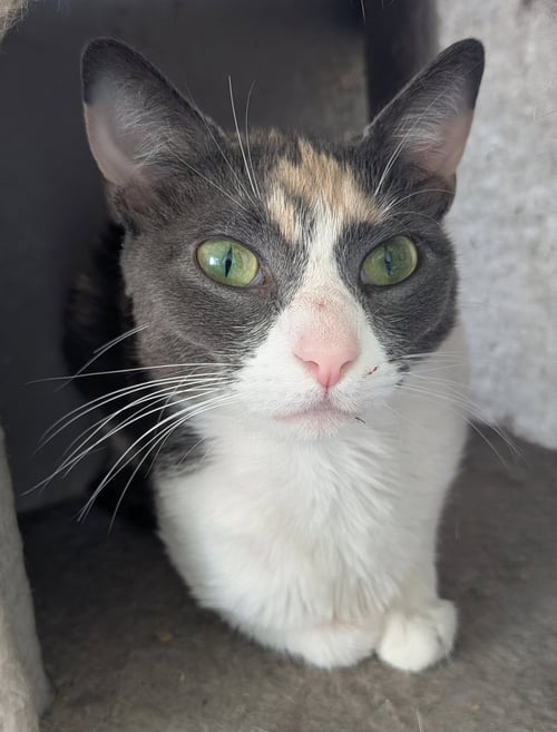EVIAN - Domestic Short Hair available for adoption