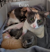 Evian - Photo 4