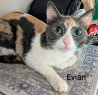 Evian - Photo 1