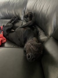 Onyx - Photo 11