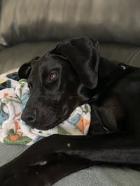 Onyx - Photo 10