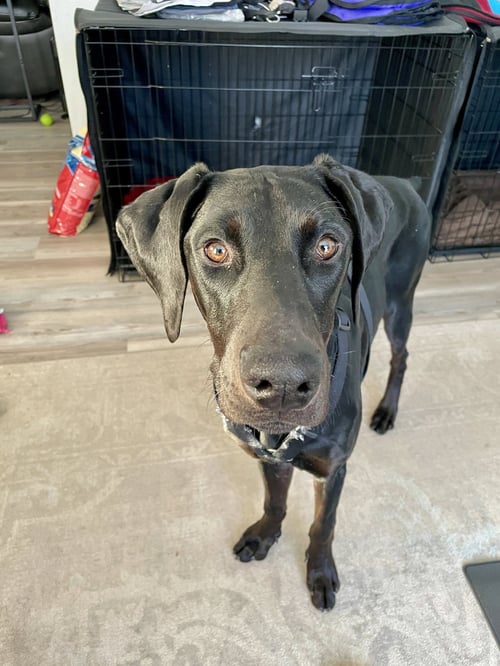 ONYX - Doberman Pinscher available for adoption