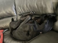Onyx - Photo 12