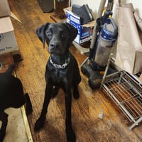 Onyx - Photo 15