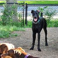 Onyx - Photo 7