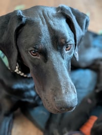 Onyx - Photo 6