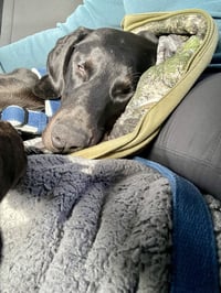 Onyx - Photo 2