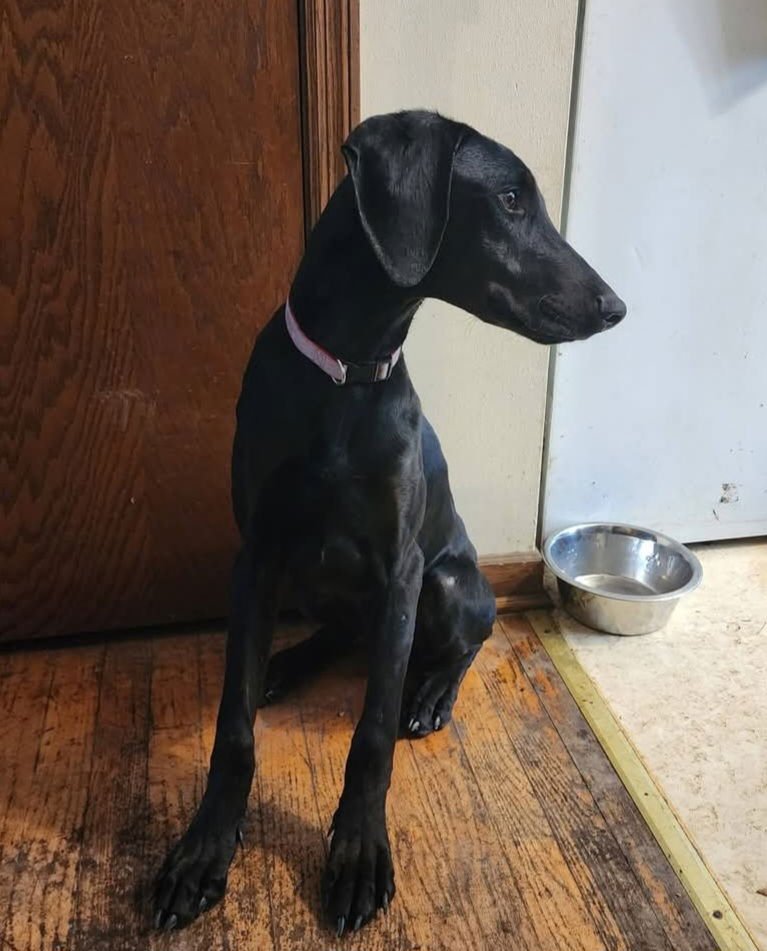 BONSAI - Doberman Pinscher available for adoption