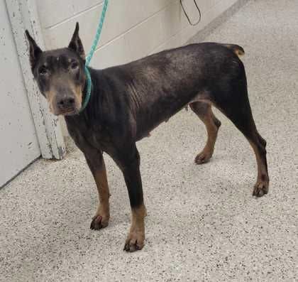 NELLIE FOSTER NEEDED! - Doberman Pinscher available for adoption