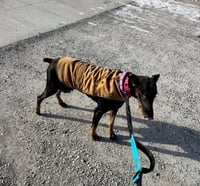 Nellie - Photo 15