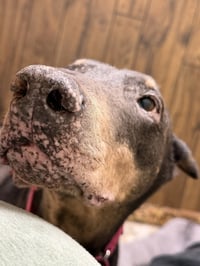 Nellie - Photo 17