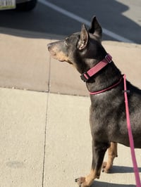 Nellie - Photo 3