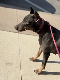 Nellie - Photo 2