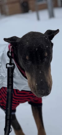 Nellie - Photo 11