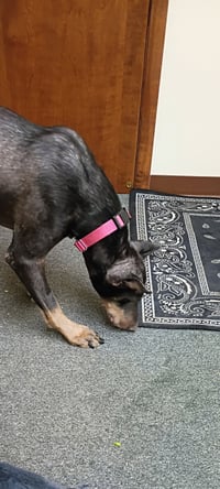 Nellie - Photo 9