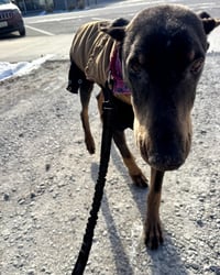 Nellie - Photo 14
