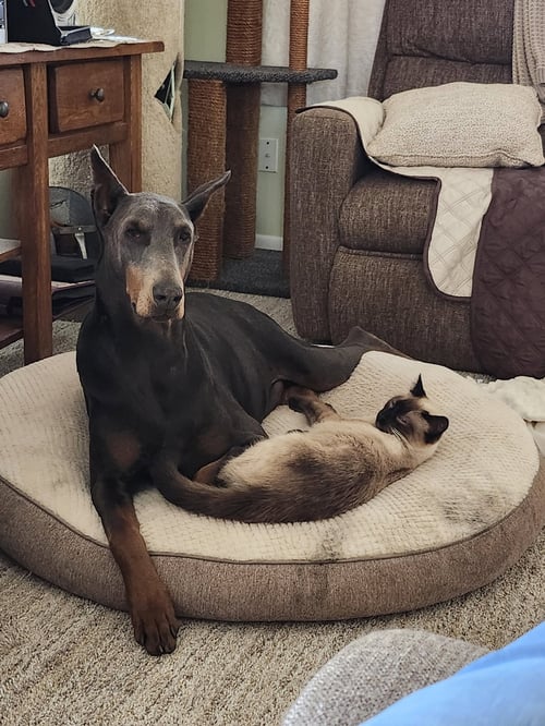 RUE ADOPTION PENDING!