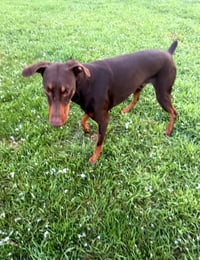 Atlas aka Doby - Photo 7