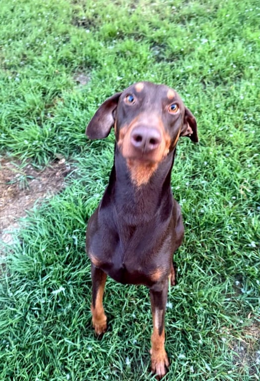 Atlas aka Doby Image