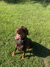 Atlas aka Doby - Photo 14