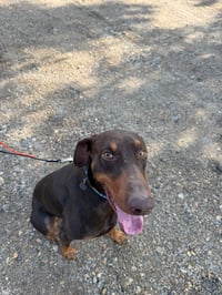 Atlas aka Doby - Photo 11